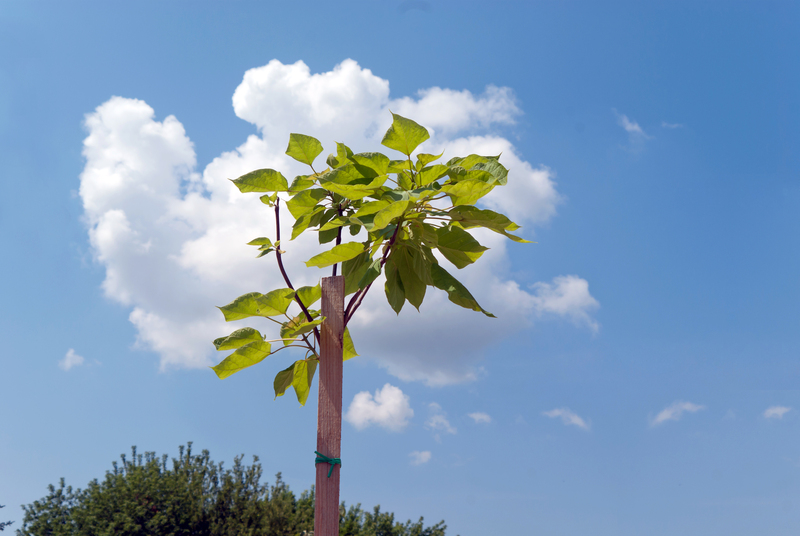 lawn maintenance garden